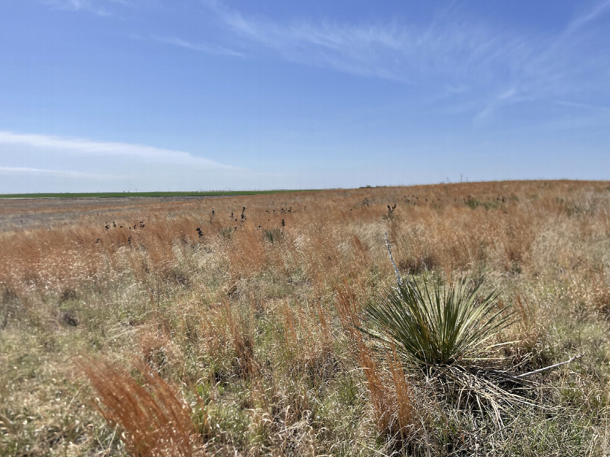 View to the southeast, confluence (and yucca) in the foreground