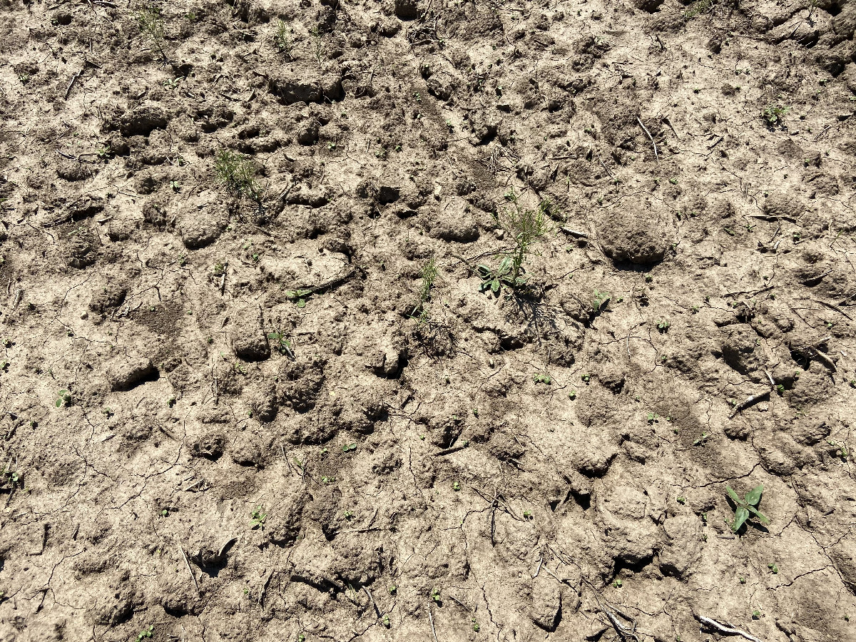 Ground cover at the confluence point. 