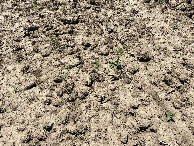 #8: Ground cover at the confluence point. 