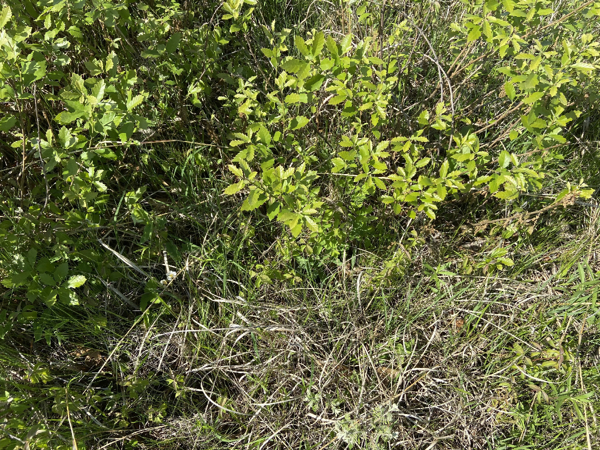 Ground cover at the confluence point. 