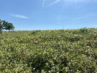 #5: View to the east from the confluence point. 