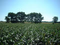 #3: Looking East from the confluence.