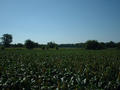 #4: Looking South from the confluence.