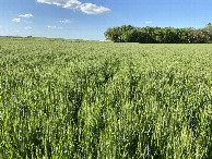 #4: View to the north from the confluence point. 