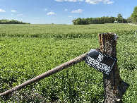 #9: Field housing the confluence point, looking northwest.  The confluence is in the mid-distance. 