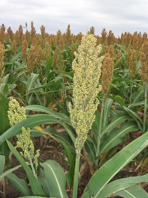 Milo stalk near confluence point.  Milo is used as feed grain in the United States.