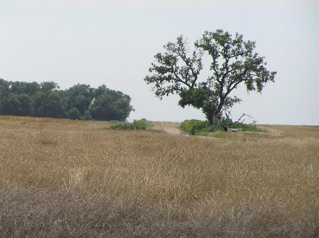 View to the northwest from the confluence.