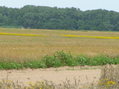 #5: Wildflowers and trees to the northeast from the confluence.