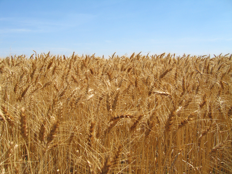 Confluence is hidden within the wheat!