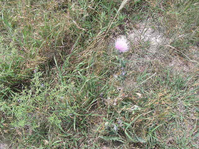 Groundcover at confluence:  thistle, grass, and weeds.