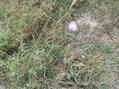 #5: Groundcover at confluence:  thistle, grass, and weeds.