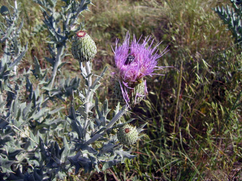 Groundcover:  grasses and flowering weeds.