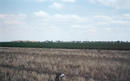 #5: Looking southeast toward Holcomb, KS, with Holcomb High School on the left.