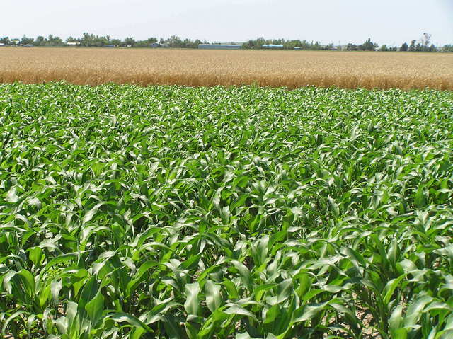 View to the south across the corn and into the wheat field from the confluence.