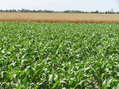 #5: View to the south across the corn and into the wheat field from the confluence.