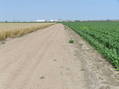 #9: Road about 30 meters south of the confluence, looking due west.