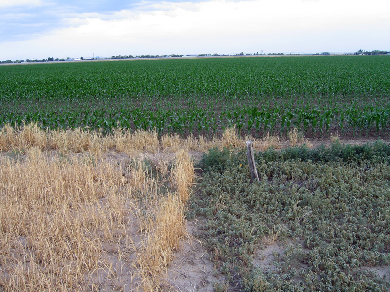 A variety of ground covers intersection very close to the confluence