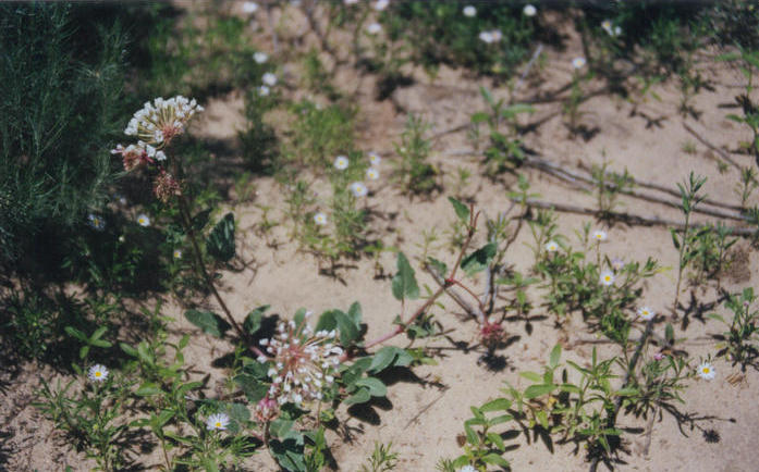 Milkweed near the point.