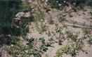 #6: Milkweed near the point.