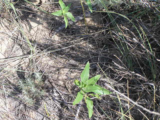 Groundcover at the confluence site.