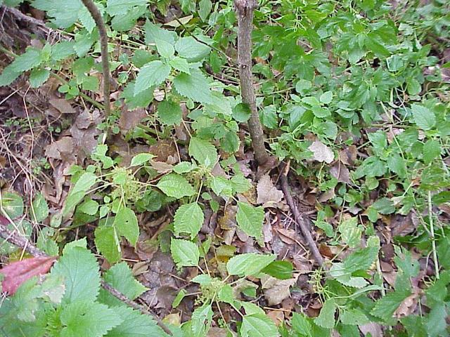 Groundcover at the confluence site.