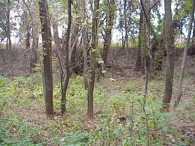 View to the north from the confluence.