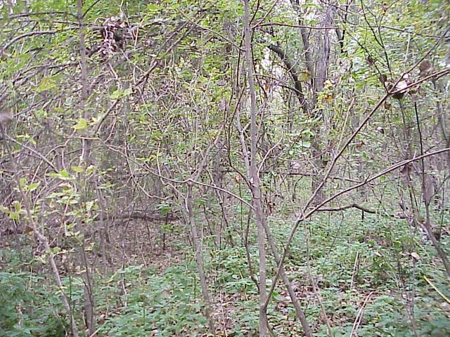 View to the west from the confluence site.