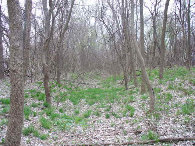 View from site looking east