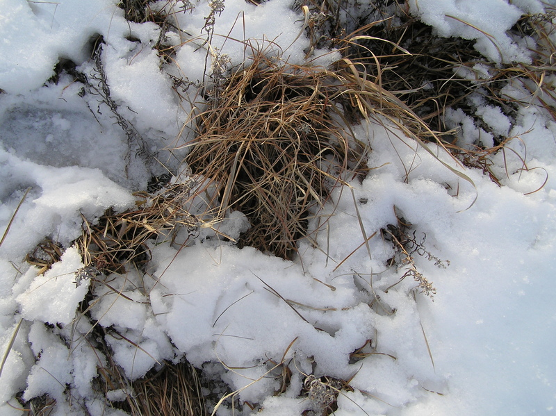 Grassland and snow:  Ground cover at the confluence.