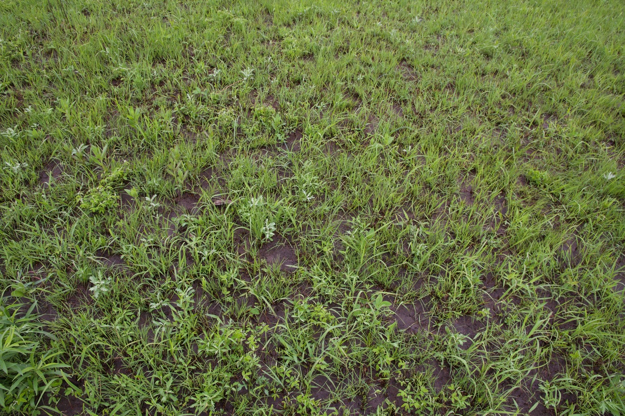 Ground cover at the confluence point