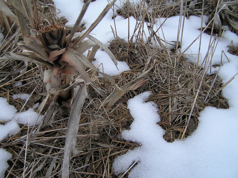 Corn and Snow:  Ground cover at the confluence.