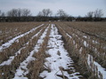 #8: View to the west from the confluence.