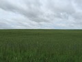 #3: Looking East - the confluence is about 80 yards away