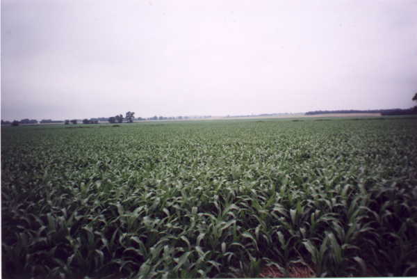 Looking west at the confluence