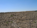 #7: Low aspect view of ground cover.