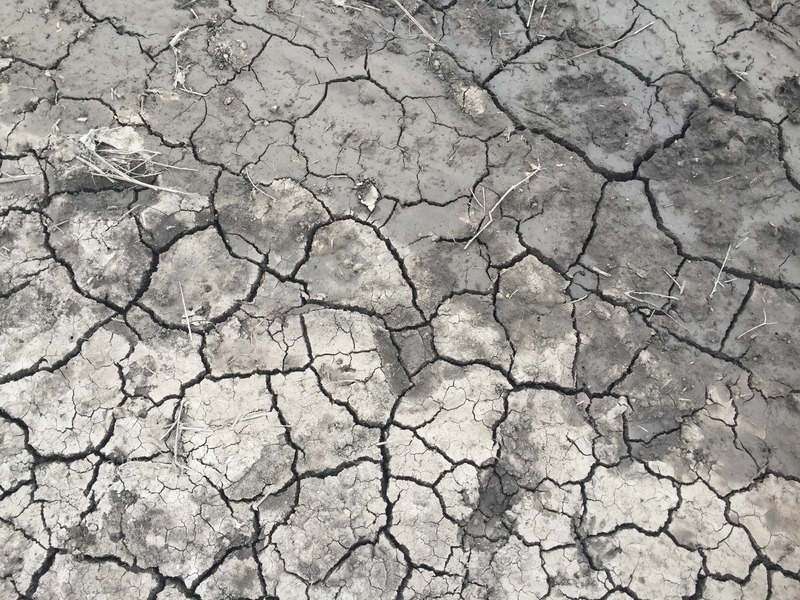 Ground cover at the confluence point. 