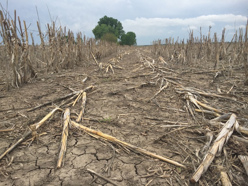 Ground view from cornfield about 200 meters northeast of the confluence.