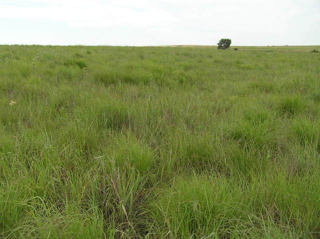 View to the west from the confluence.