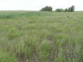 #3: View to the south from the confluence.