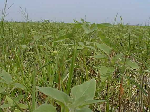 Closeup of the weeds