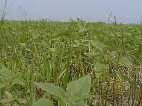 #1: Closeup of the weeds