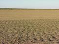 #3: View to the west from the confluence.