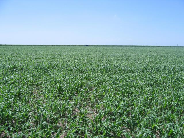 Looking to the West from the confluence