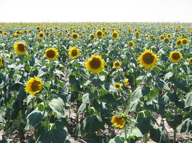 Sunflowers near the confluence point