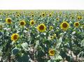 #8: Sunflowers near the confluence point