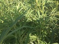 #4: Ground cover at the confluence point. 