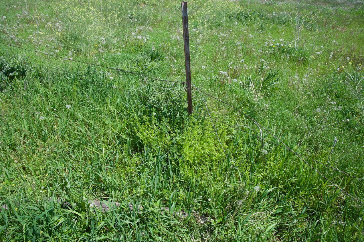 Ground cover at the confluence point