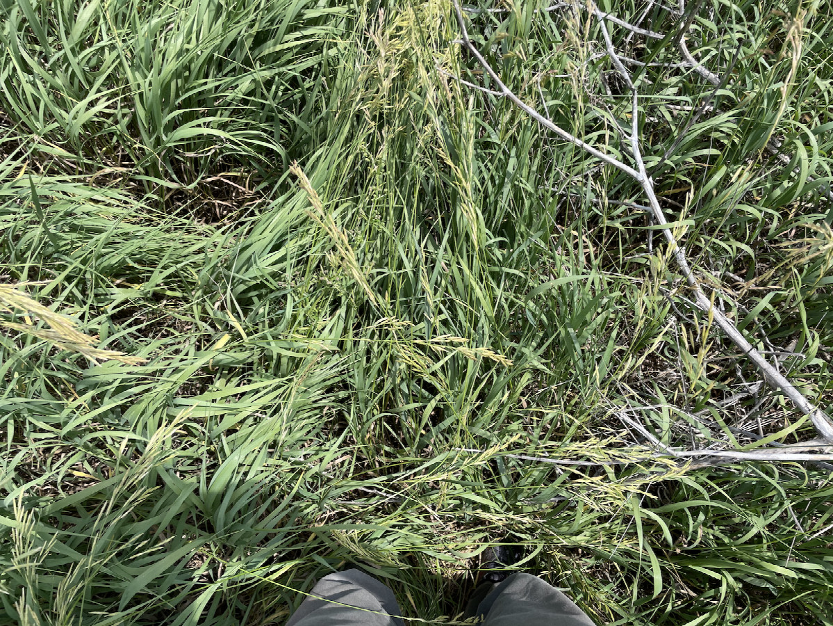 Ground cover