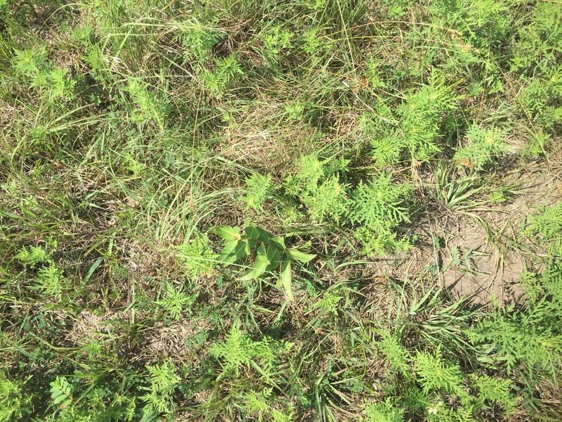 Ground cover at the confluence point. 