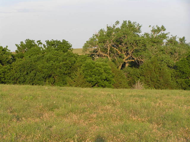 View to the east from the confluence.